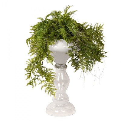 Aranjament floral mare ZEUS FERN ROOTS BALL