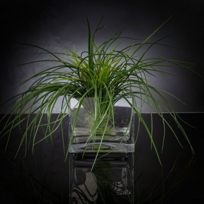 Aranjament floral mediu design LUX SQUARE GRASS